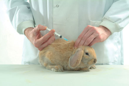 Injection lapin