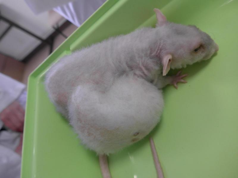 Tumeur mammaire chez un rat