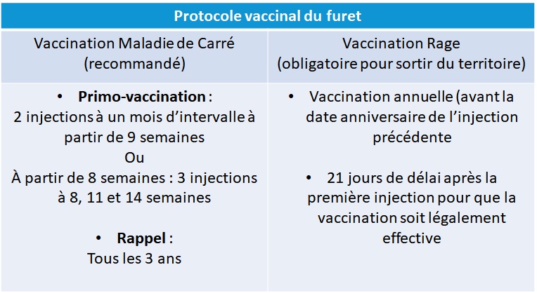 Protocole vaccinal furet NAC Atlan Vet